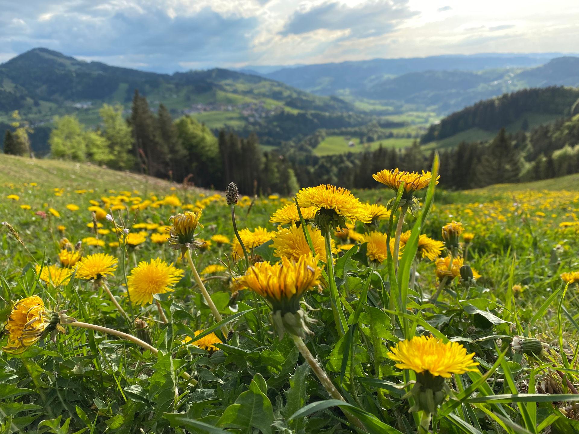 Blick vom Hündle auf den Säntis durch blühenden Löwenzahn bei Oberstaufen.