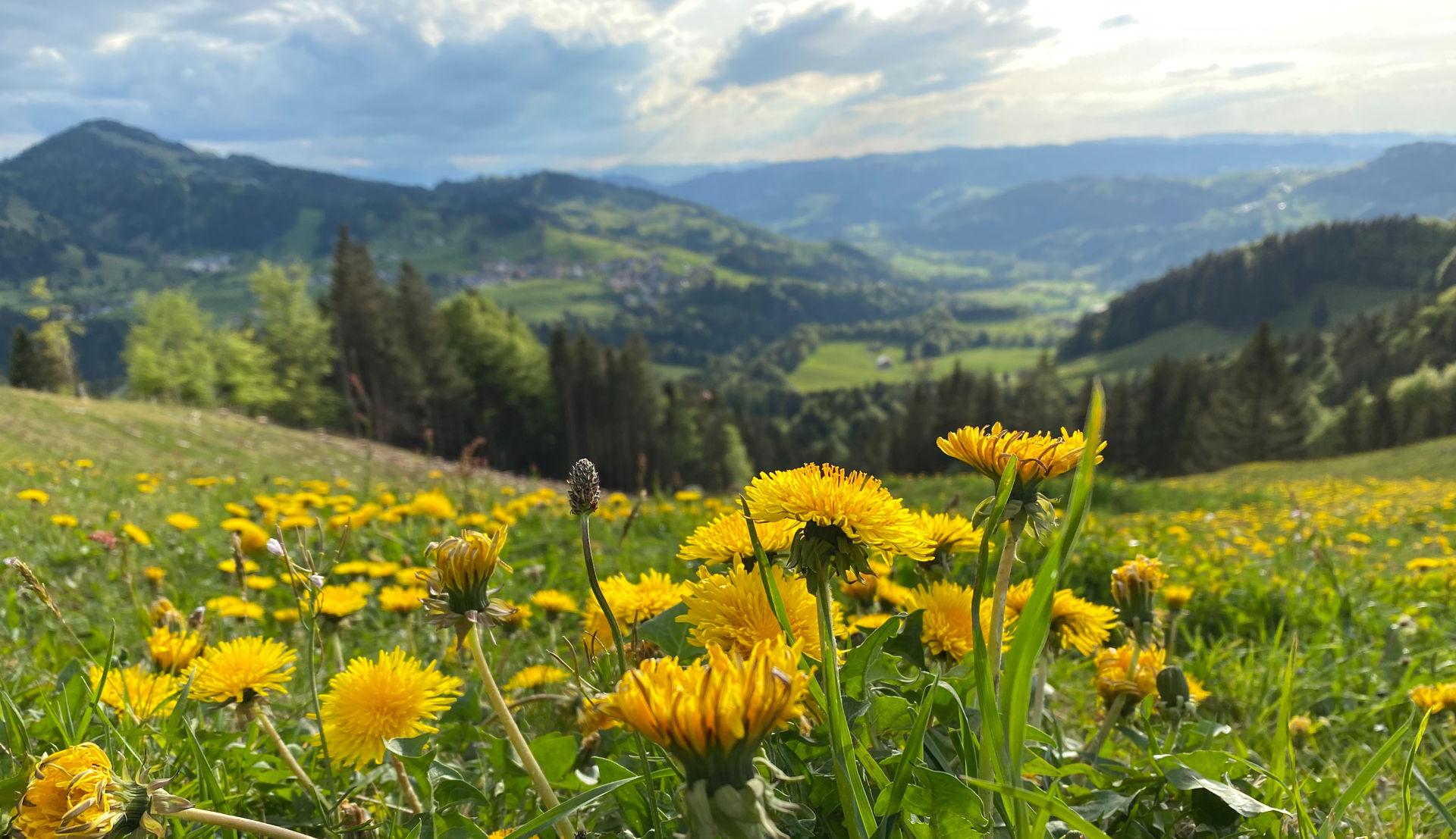 Löwenzahnfeld mit gelben Blüten, grünen Hügeln und den Allgäuer Bergen im Frühling.