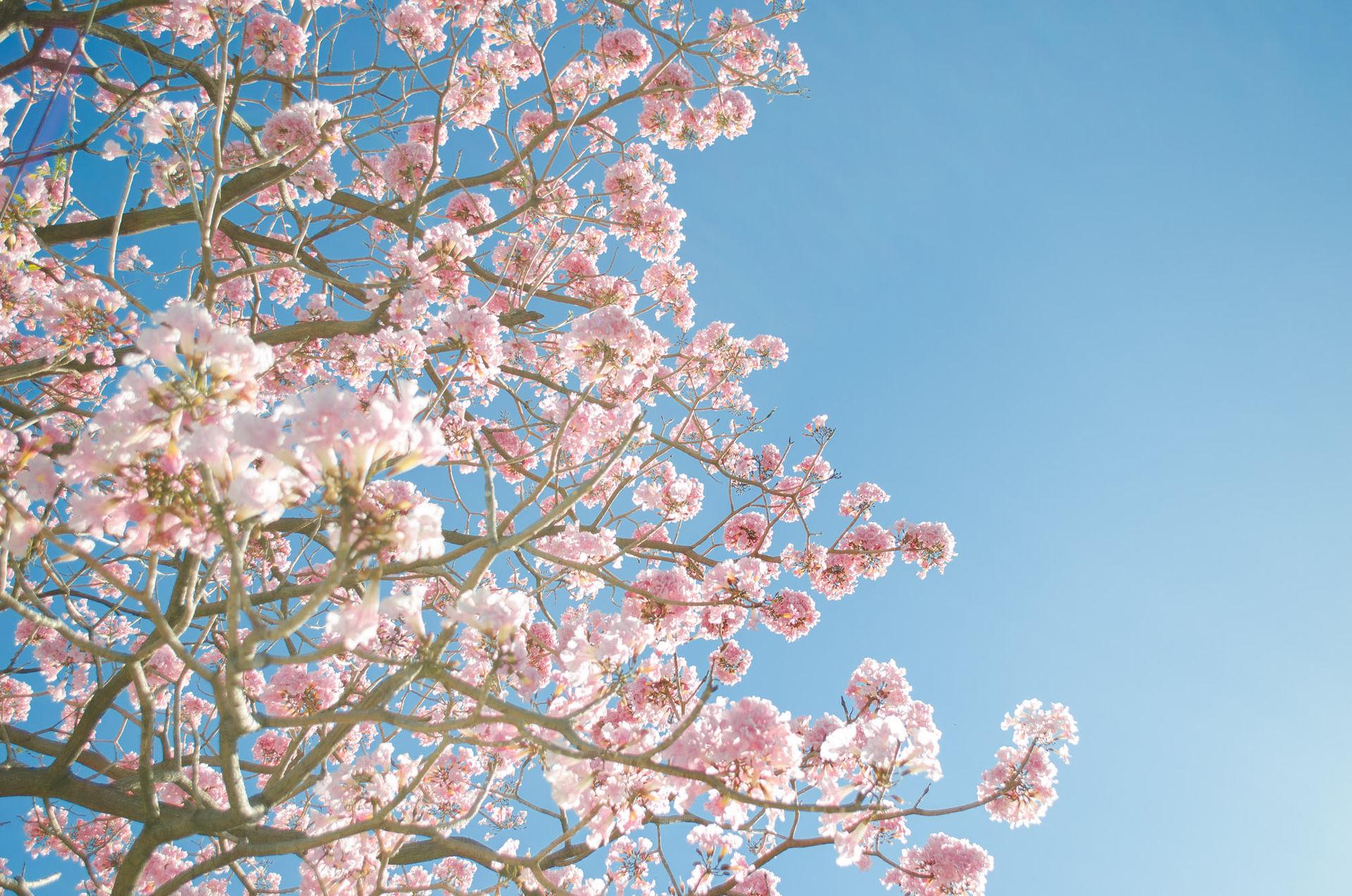 Rosa Blüten vor weich gezeichnetem Hintergrund.
