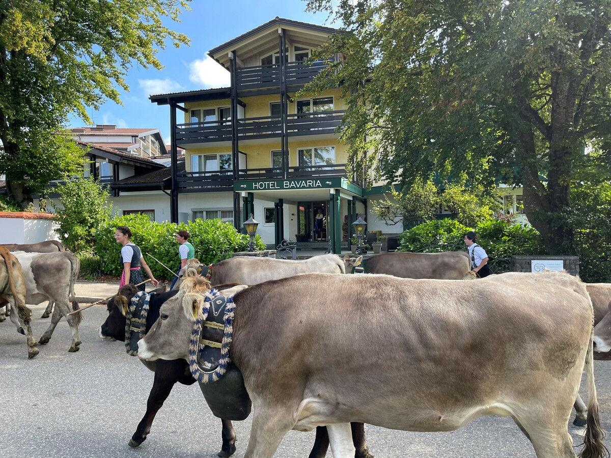 Allgäu cows passing right by the hotel.