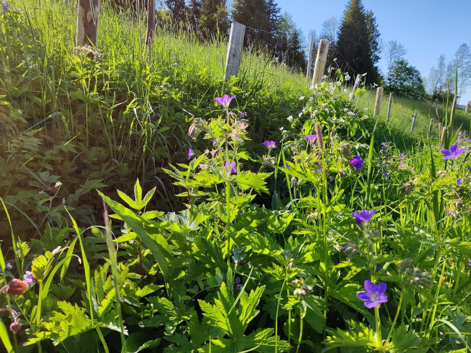 Wildflower meadow in bloom on the slope above the hotel.