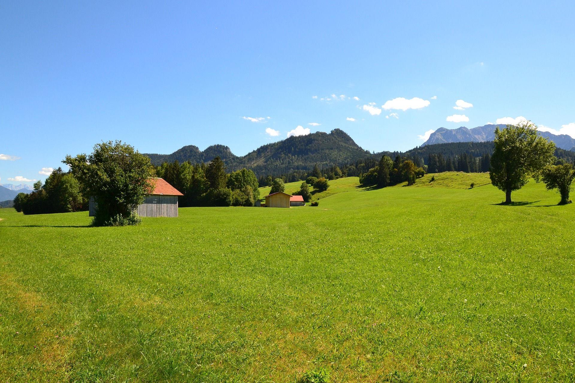 Green Allgäu meadow with fruit trees and mountain panorama behind.