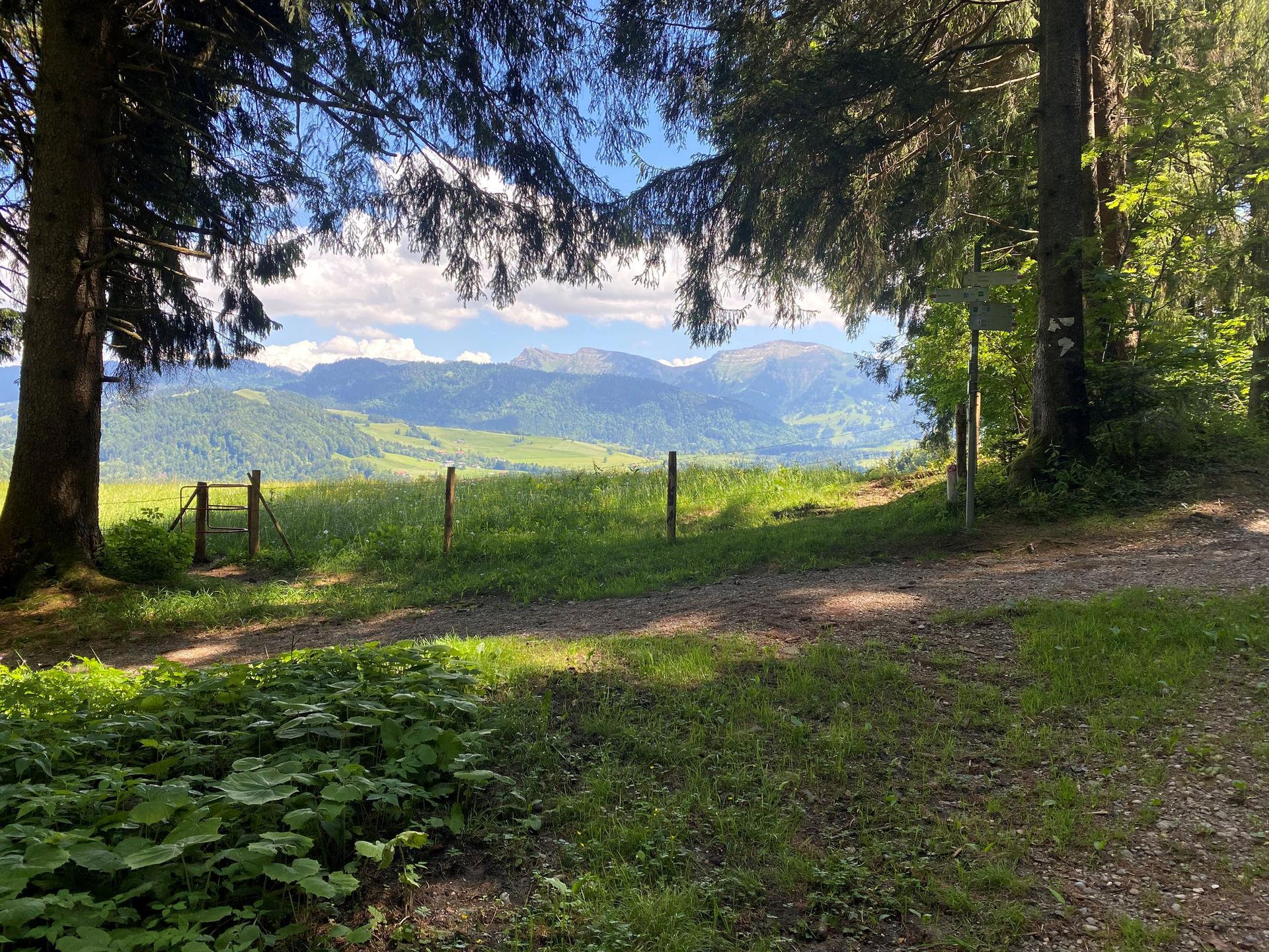 Sonniger Waldweg mit Blick auf die herbstlichen Berge rund um Oberstaufen.